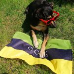 CCIG Akcja Flaga 2019 - pies z flagą